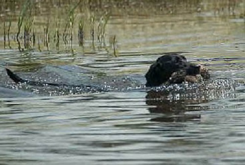 Clubmead's Dark Crystal  JH | Black Labrador Retriver