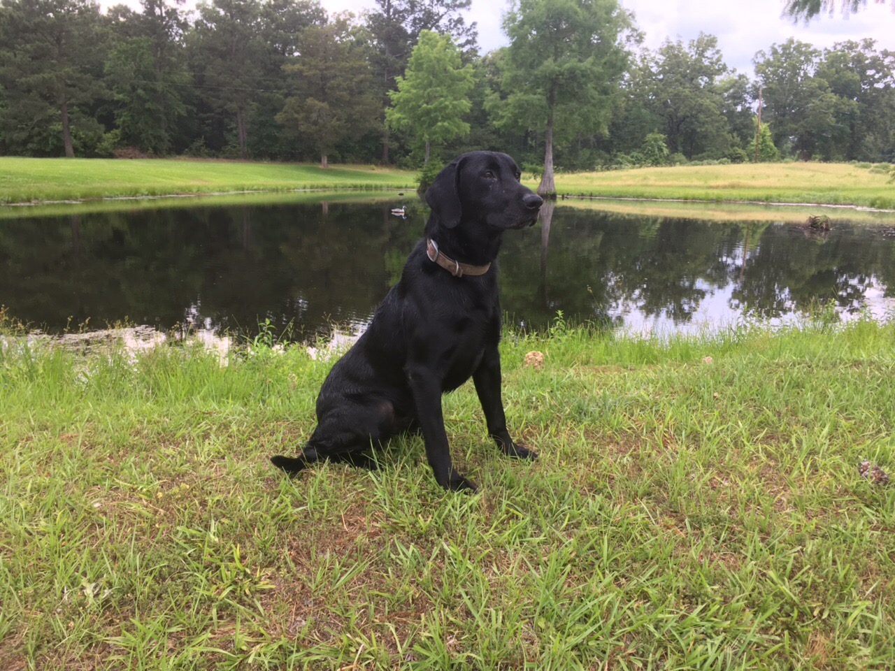 Topshots Boat Rider MH | Black Labrador Retriver