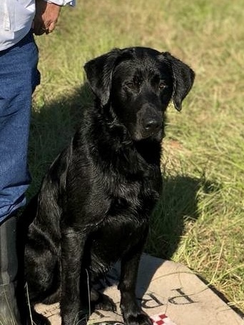 FC AFC Smackwater's Coast To Coast | Black Labrador Retriver