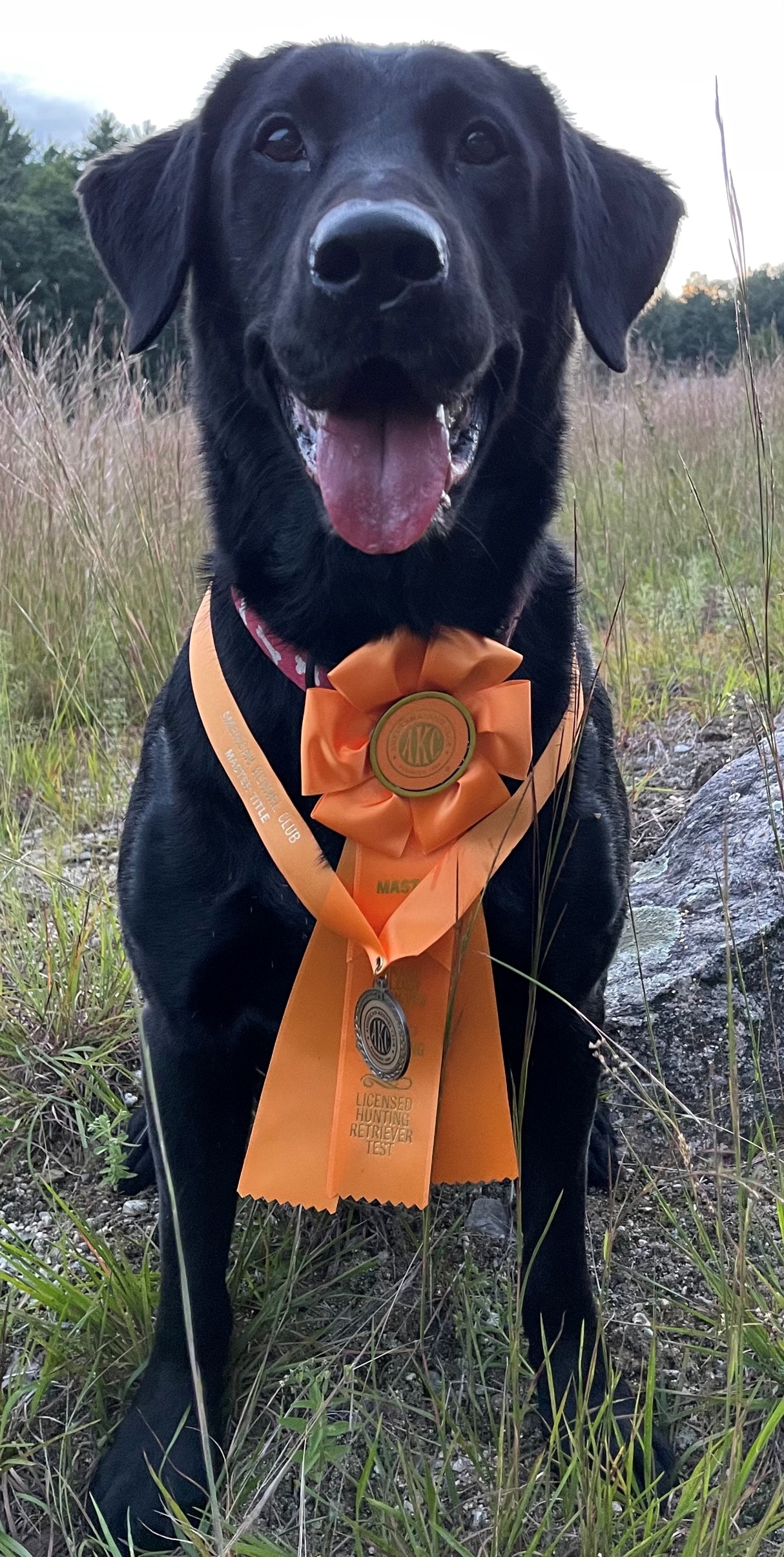 Baypoint's Northstar Airborne Ranger MH | Black Labrador Retriver