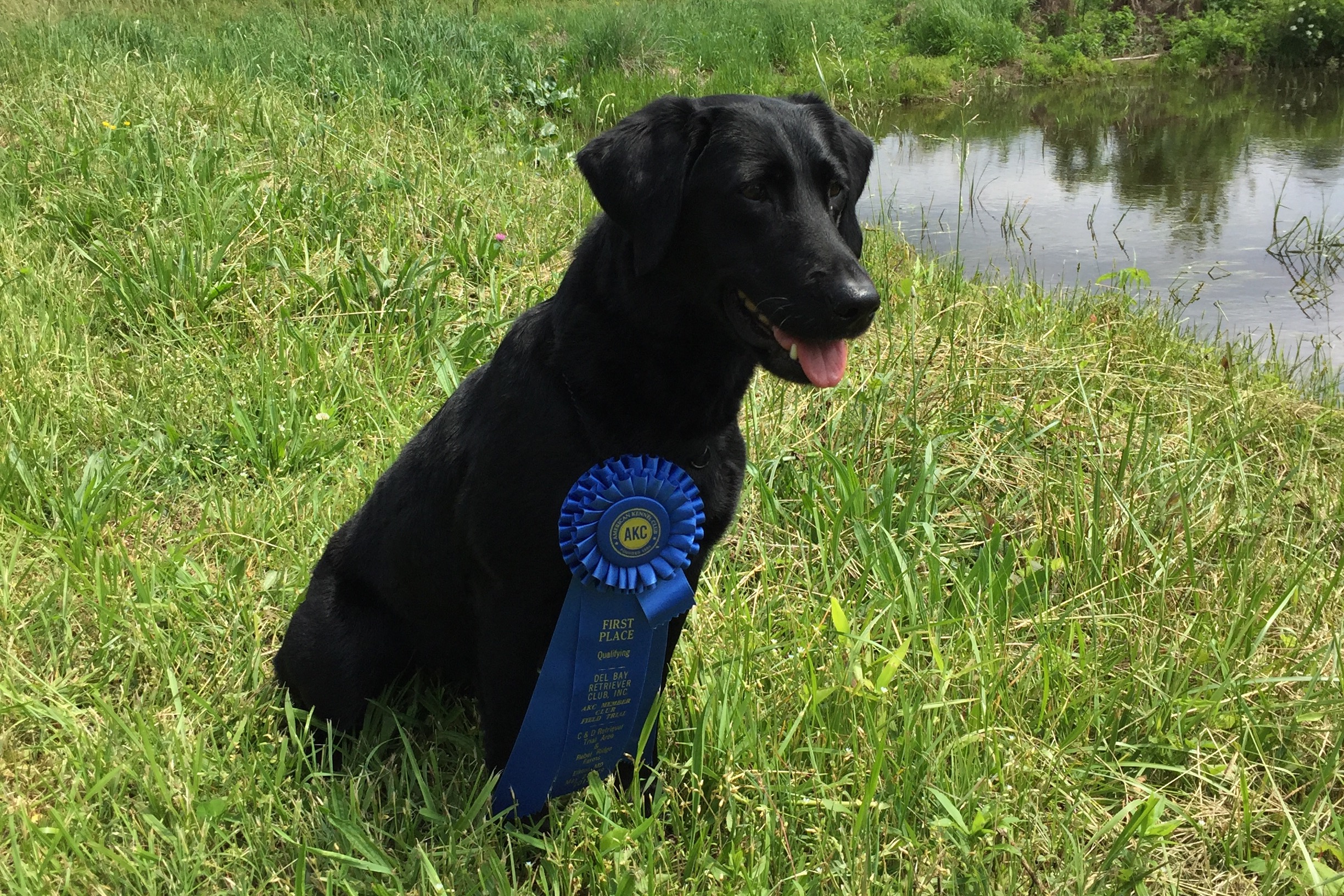 Chet's Keystone Crackem Kate QA2 | Black Labrador Retriver