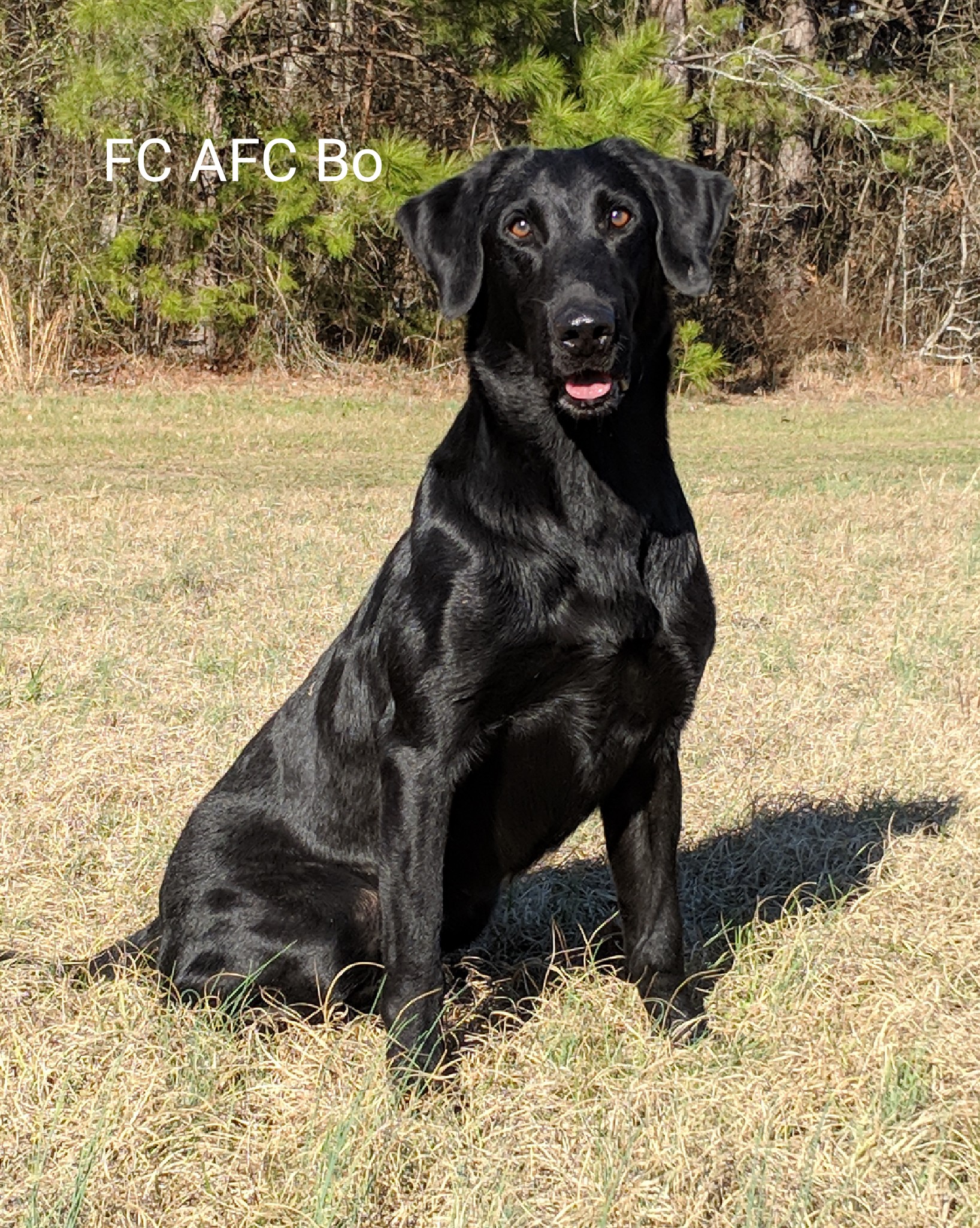 FC AFC Bo Whoop II | Black Labrador Retriver