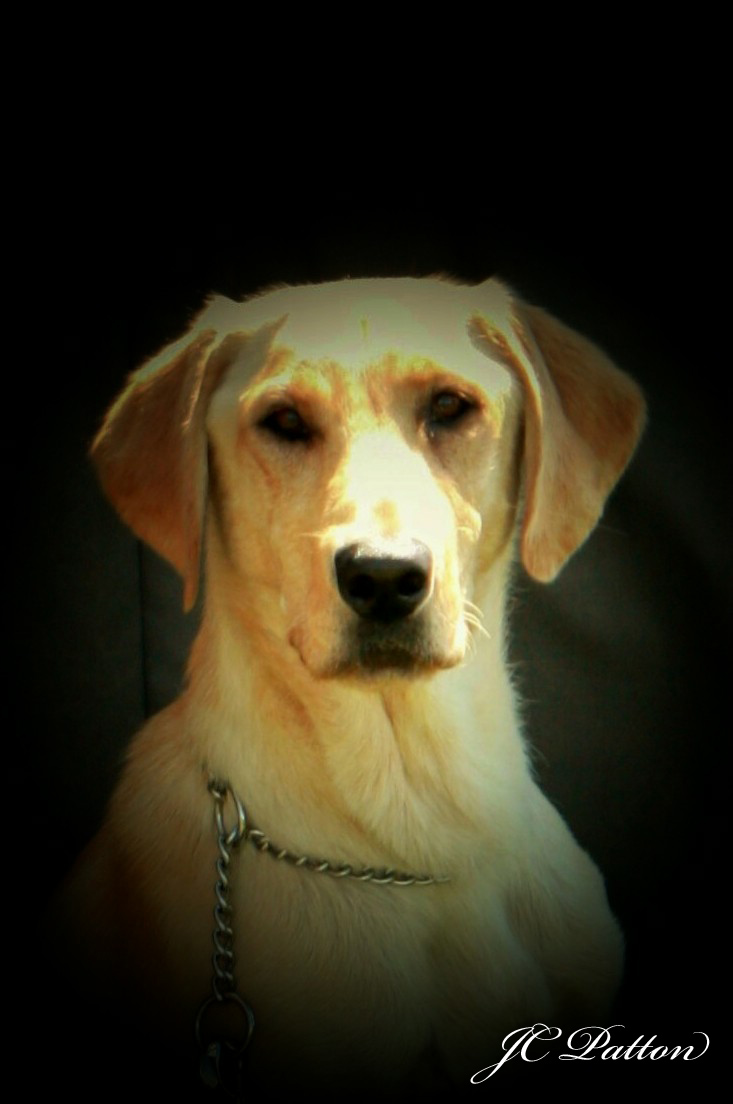 Little Super Bee Bumble L.B. JH, QA | Yellow Labrador Retriver