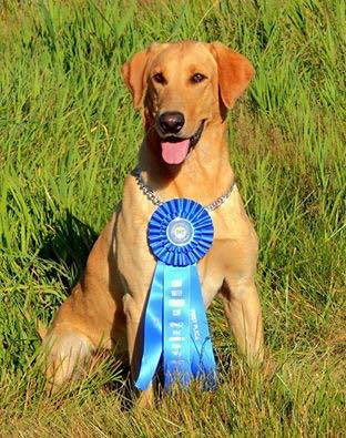 FC AFC  Watsons Rigem N Getem | Yellow Labrador Retriver