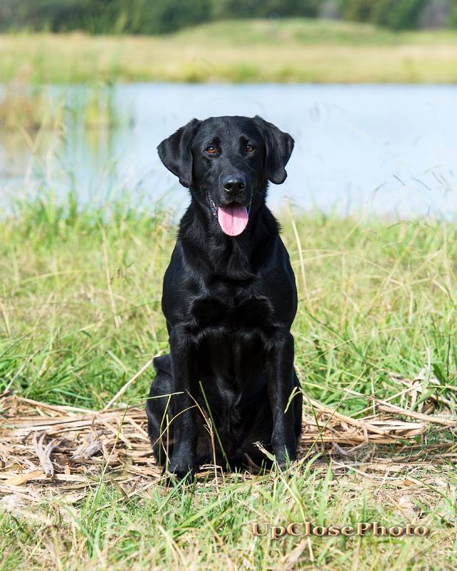 FC Magic Trick's Zuma | Black Labrador Retriver