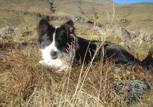 Sindra Snerpa - IS04660/97 | Icelandic Sheepdog 