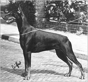 Gravin Aranka v. Neerlands Stam | Black Doberman Pinscher