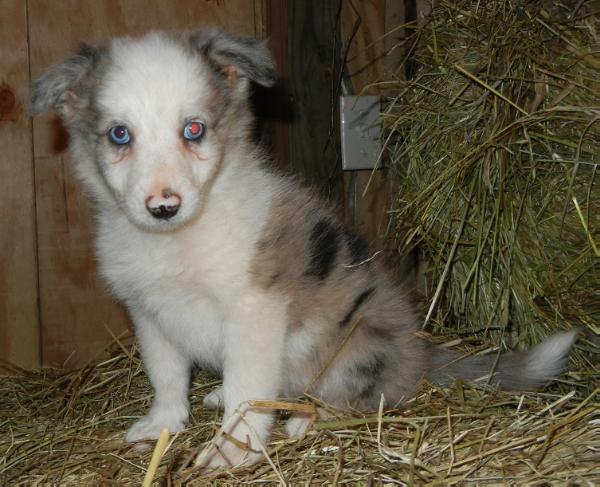 Lucretia | Border Collie 