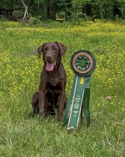 HRCH Greenhead's Bayou Esperance  MH | Chocolate Labrador Retriver