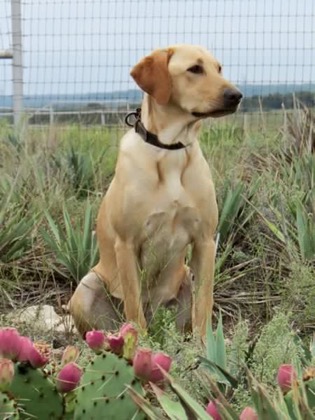 HRCH Mississippi Cup Of Moonshine | Yellow Labrador Retriver