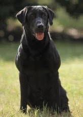 AFC OTCH Goldstar Steadfast Nathan UDX OM2 | Black Labrador Retriver