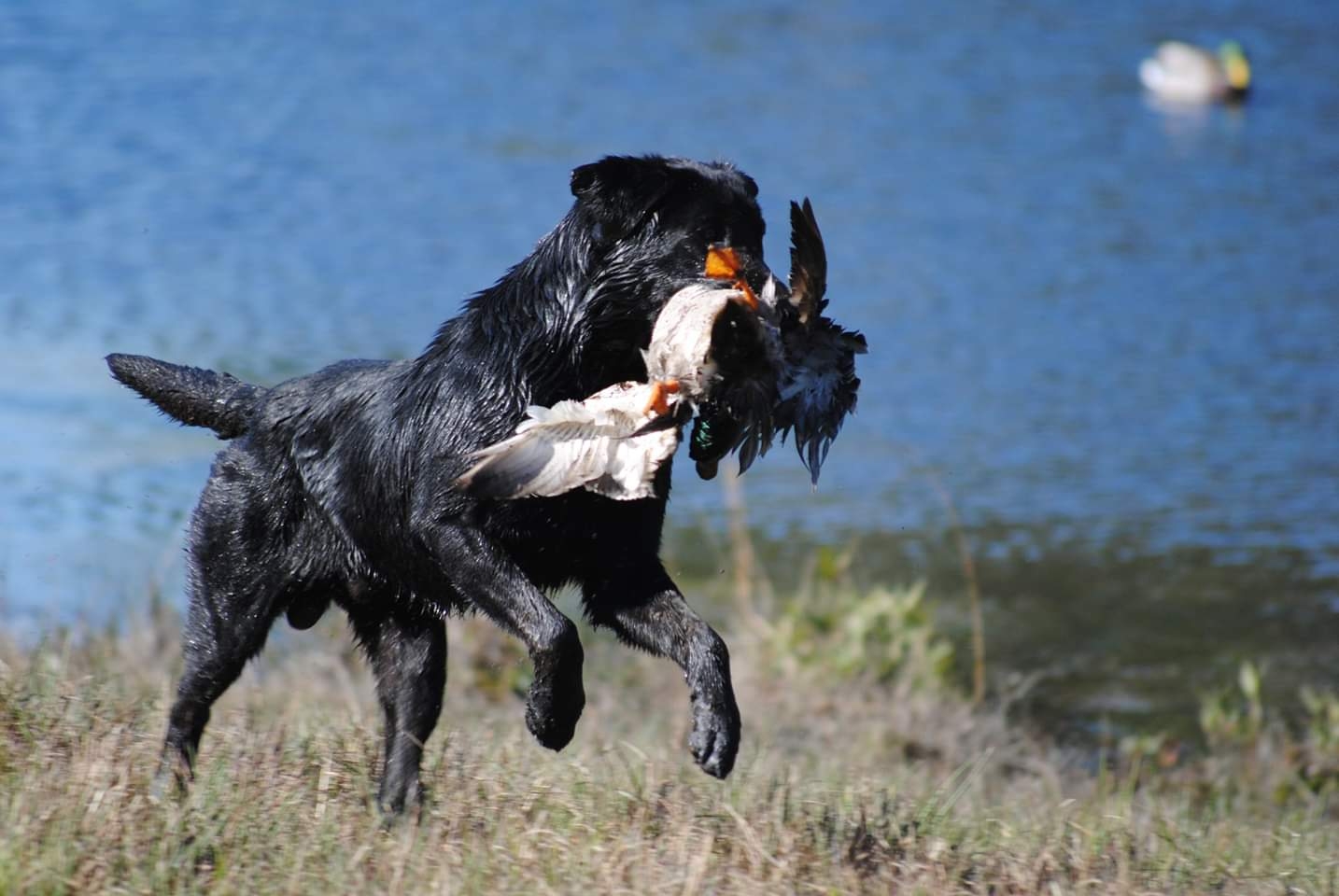 GHRCH UH Moonshine's Moulding A New Era MH | Black Labrador Retriver