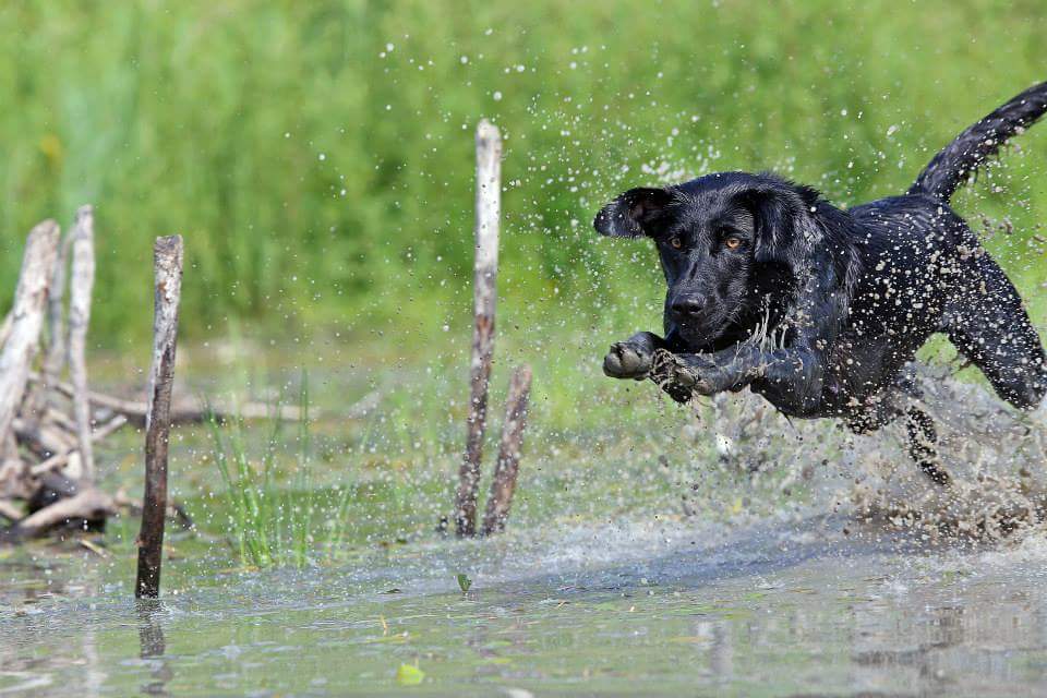 Prairie States Black Ice | Black Labrador Retriver