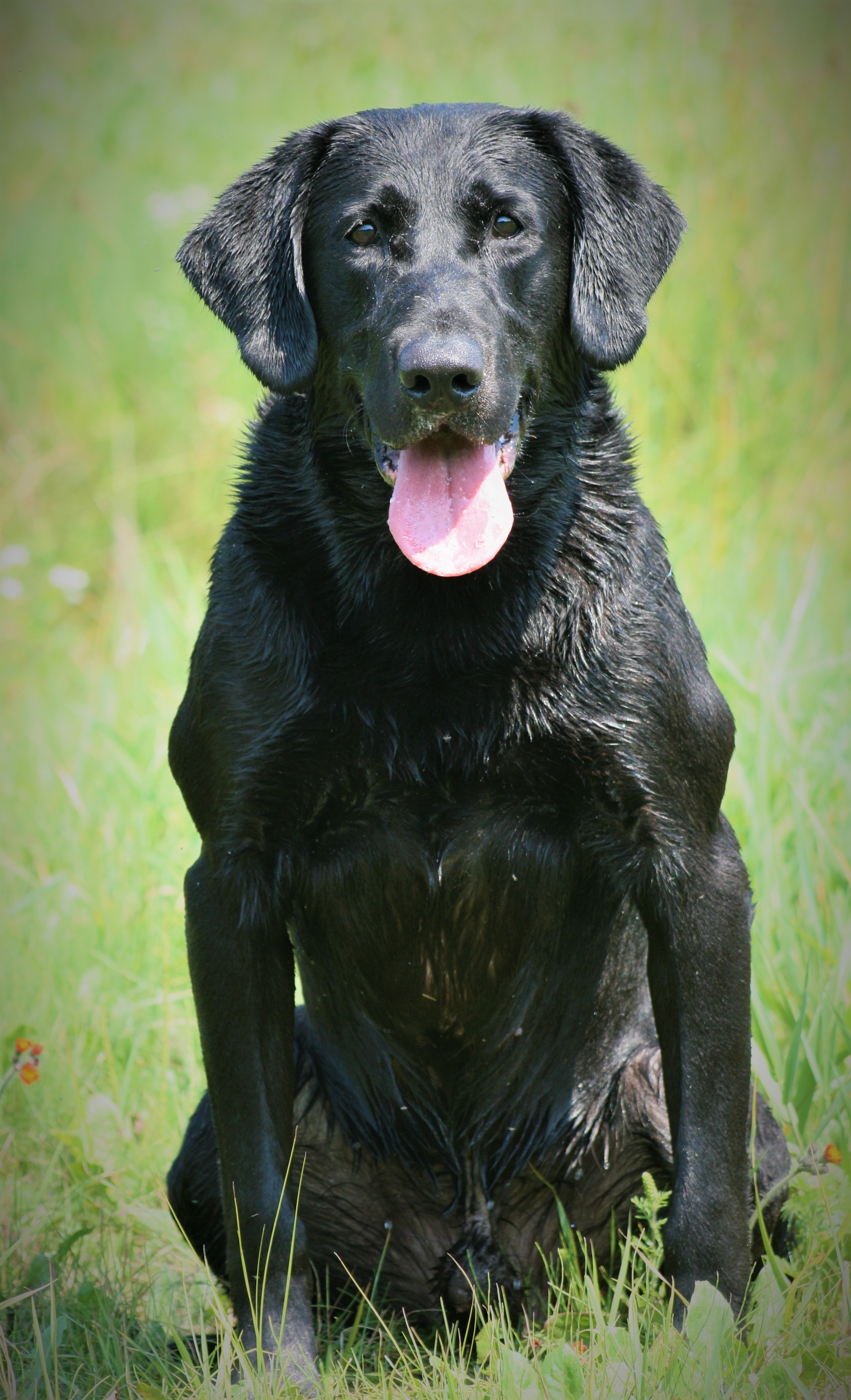 Rainmaker's Working Class Payday MH QAA | Black Labrador Retriver