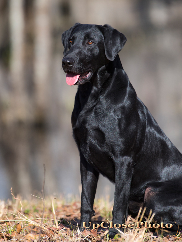 SRSC GRHRCH(12) Oakpoint's Traveling Man MH MNH HOF | Black Labrador Retriver