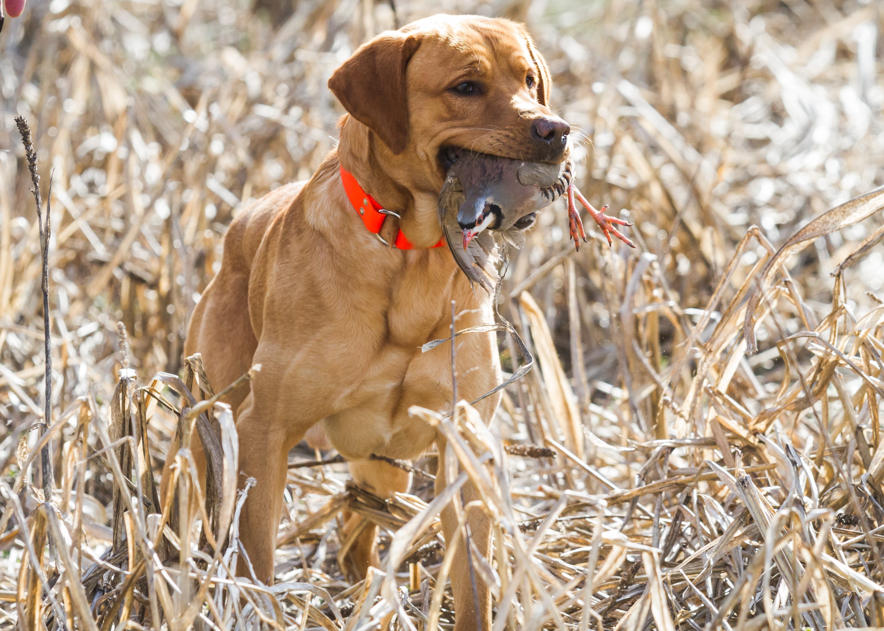 4xGMPR HRCH King Viper of HRK MH | Yellow Labrador Retriver