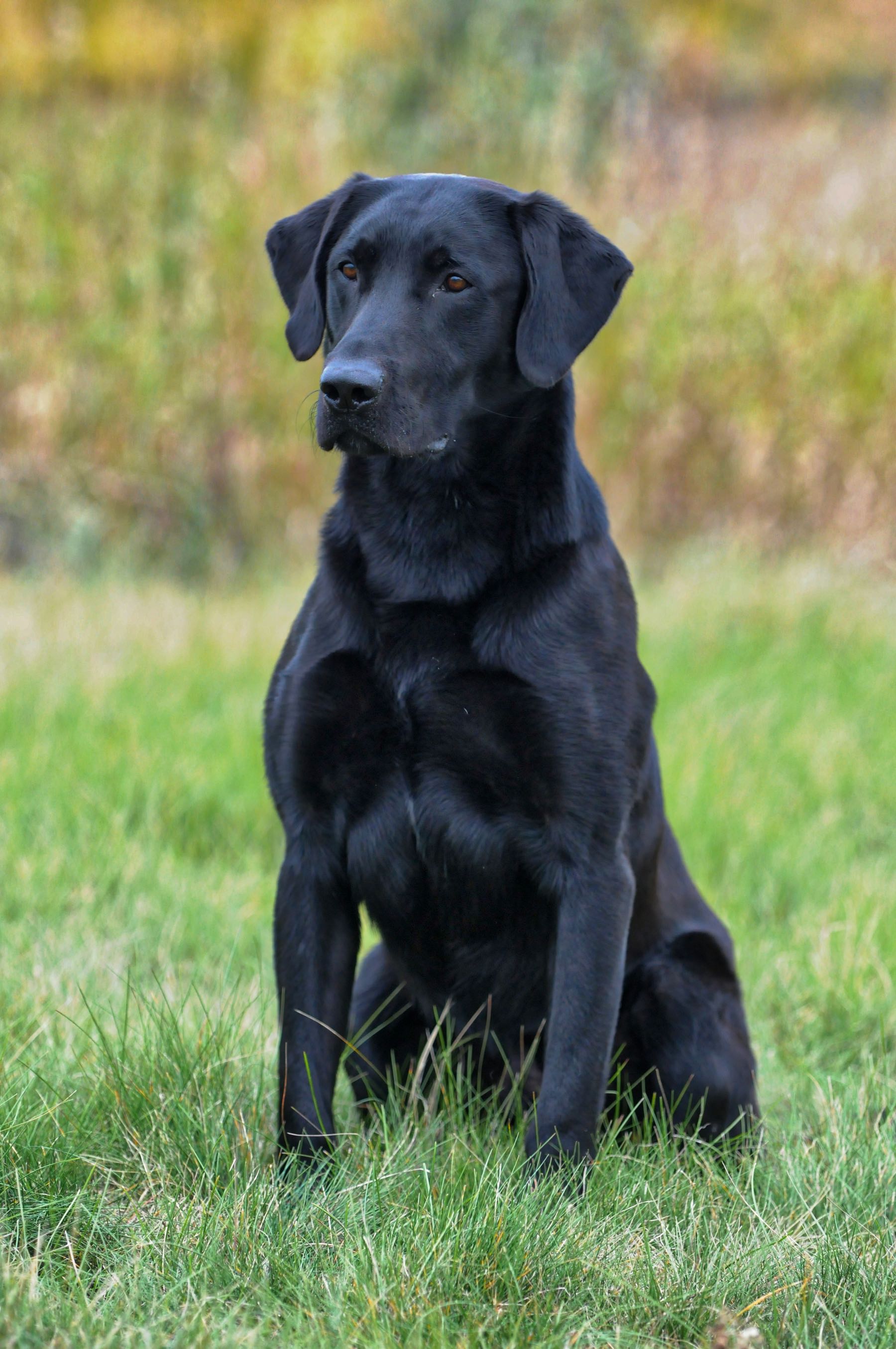 AFC FTCH AFTCH Pekisko's Real Steel | Black Labrador Retriver