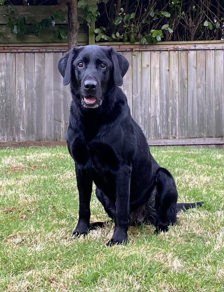 Big River Tug MH QA2 | Black Labrador Retriver