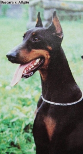 Baccara v. Allgäu | Black Doberman Pinscher