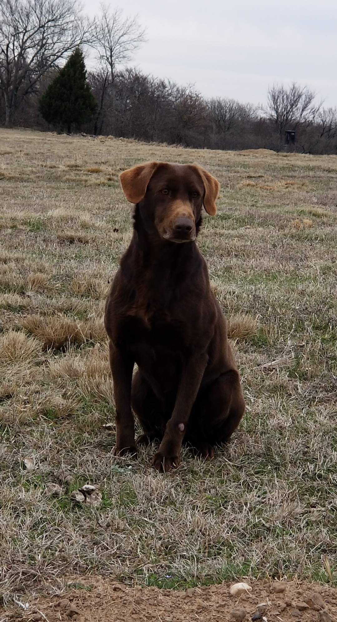 Hillcountrys Seven Spanish Angels JH | Chocolate Labrador Retriver