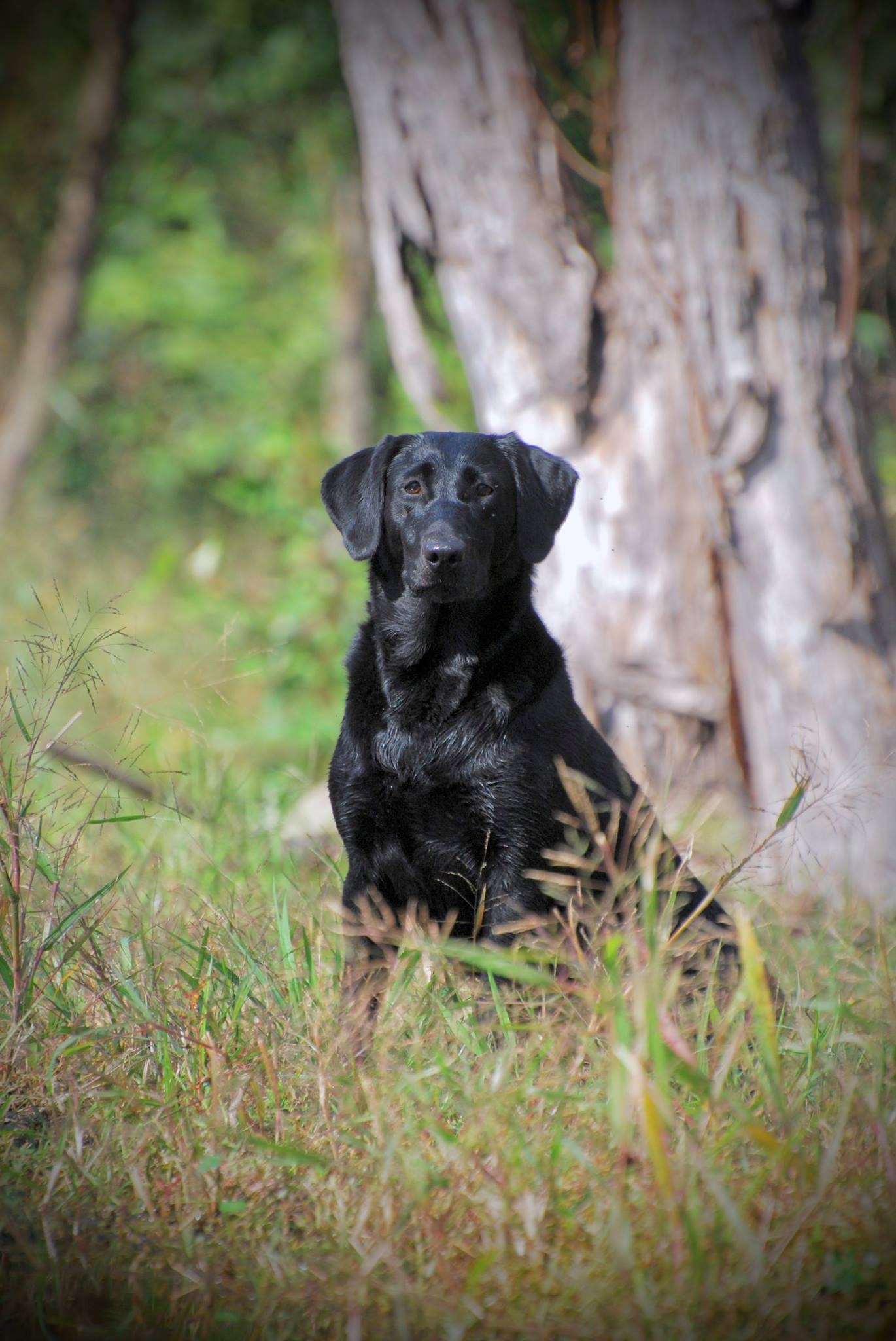 Dochenos Can You Keep A Secret JH | Black Labrador Retriver