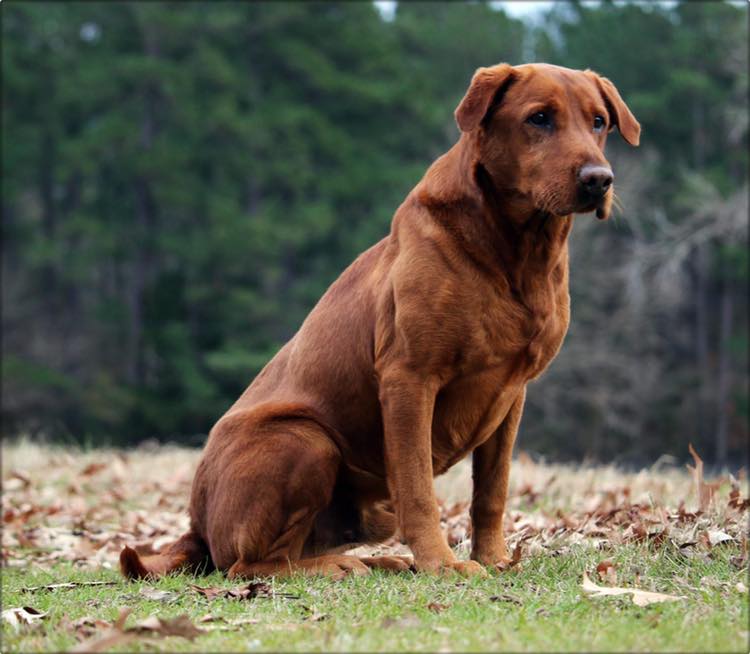 HRCH Texas Rangers Rusty Trigger MH DS | Yellow Labrador Retriver