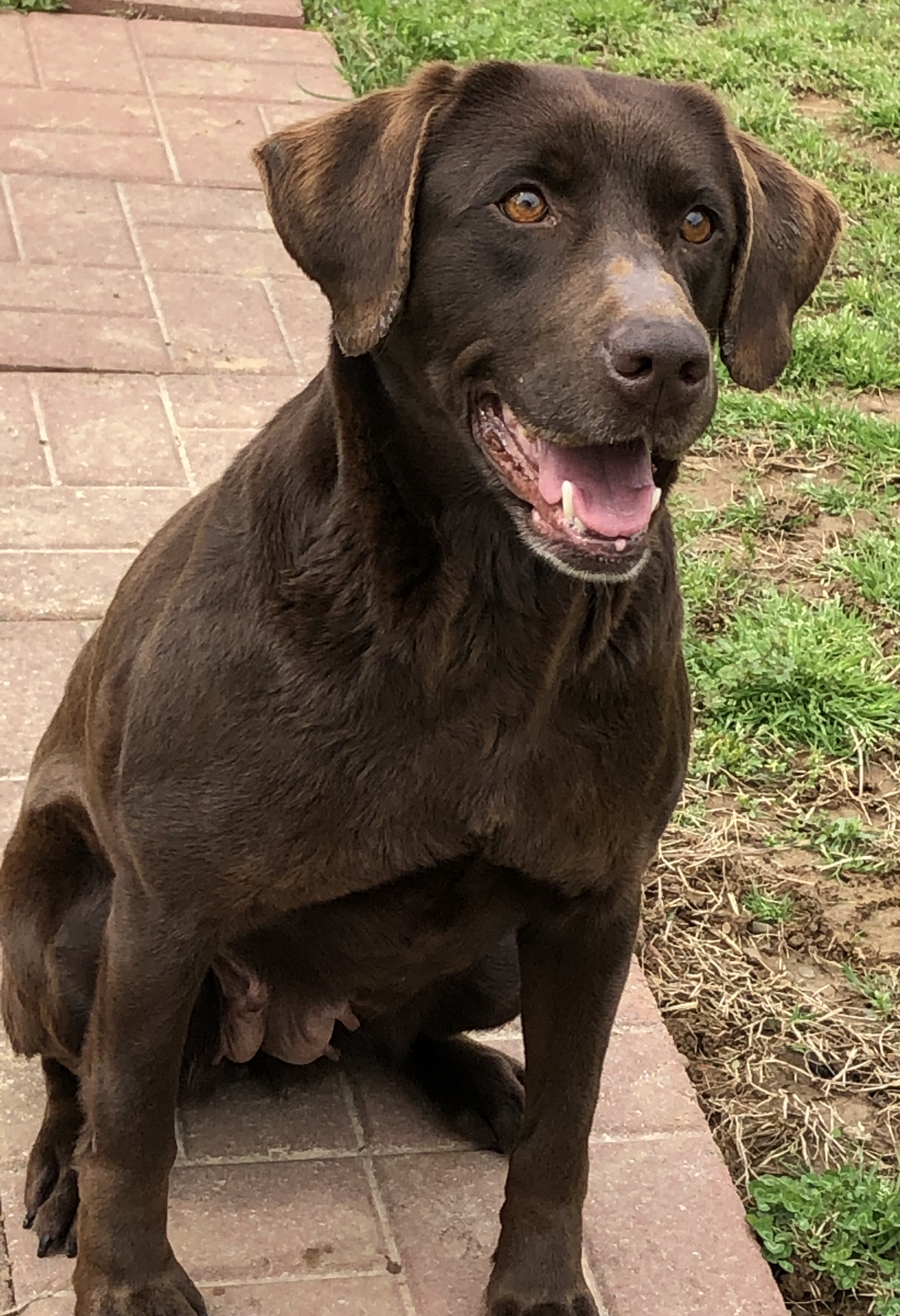 HRCH Browning's Troublesome Cassie MH | Chocolate Labrador Retriver