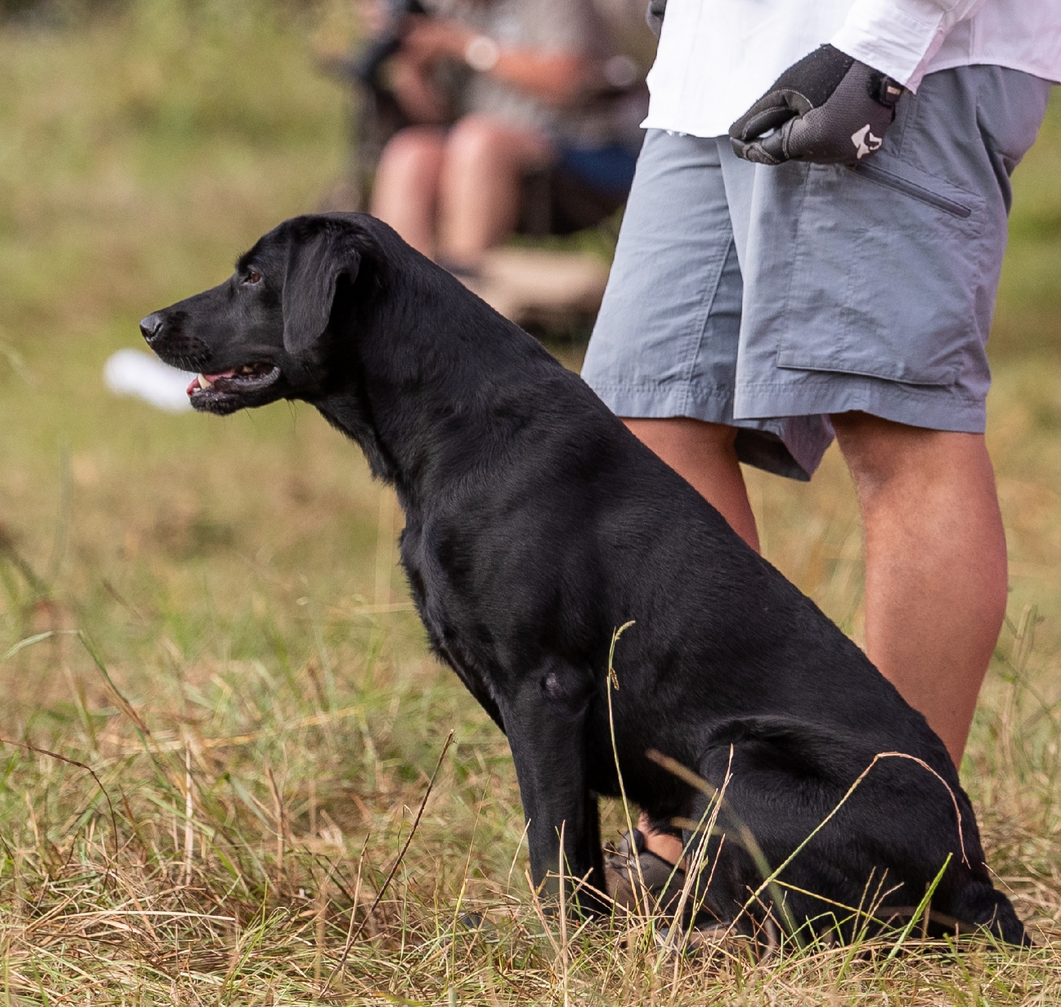 HRCH UH GMHR I MUR SRSAC Brezee Oak's Keep To The Code MH QAA | Black Labrador Retriver