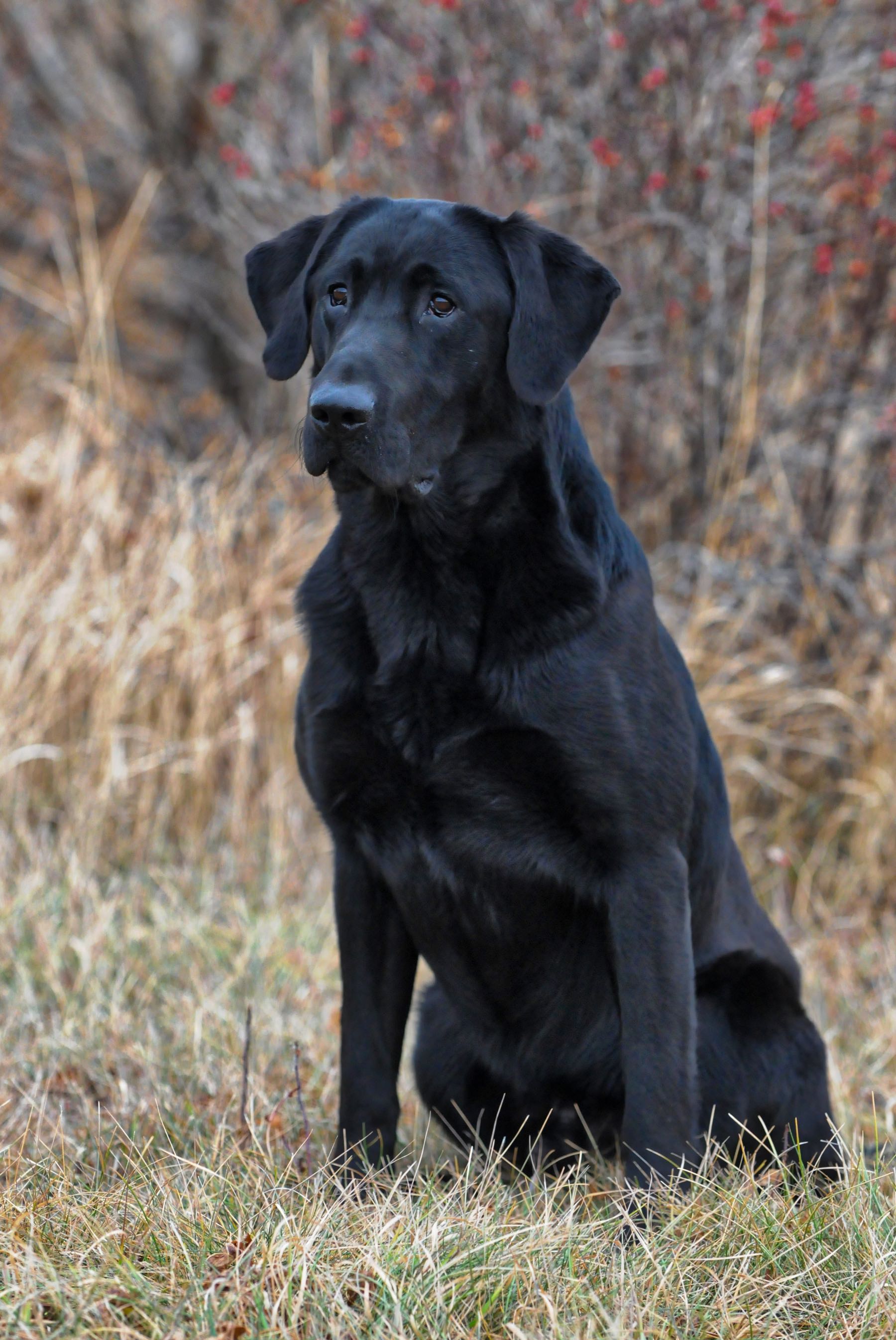 FTCH AFTCH Pekisko's Black And Blue | Black Labrador Retriver