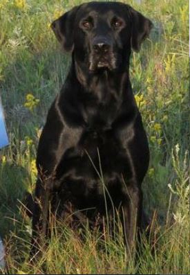 FC AFC FTCH AFTCH Chasin The Czar Of Riveroak | Black Labrador Retriver