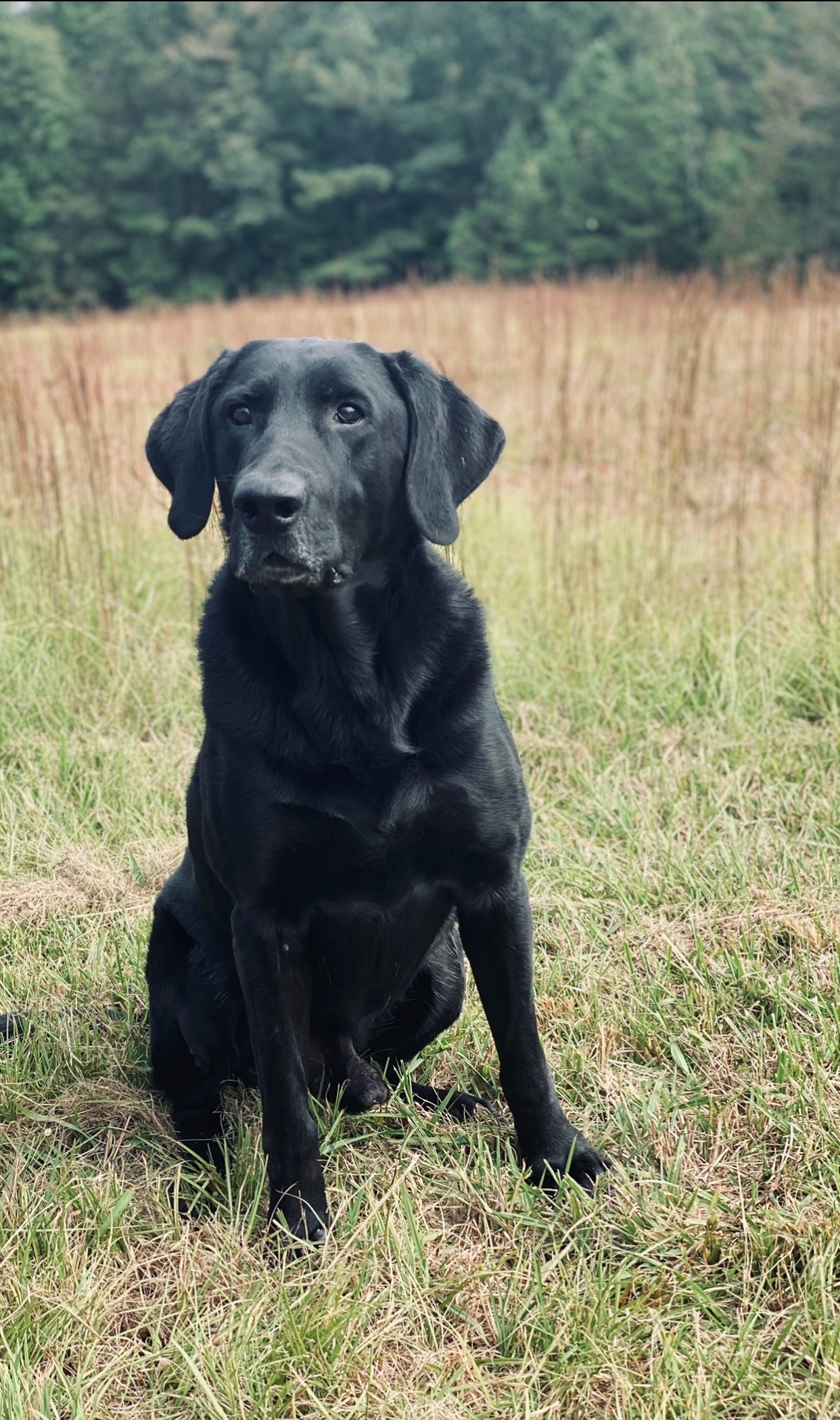 Heavy Seas Loose Cannon QAA MH | Black Labrador Retriver