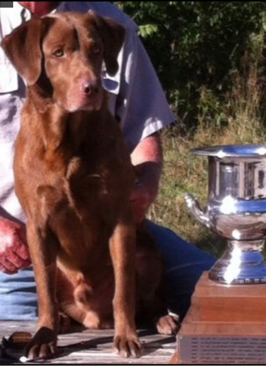 FC AFC Choco Lickity-Split | Chocolate Labrador Retriver