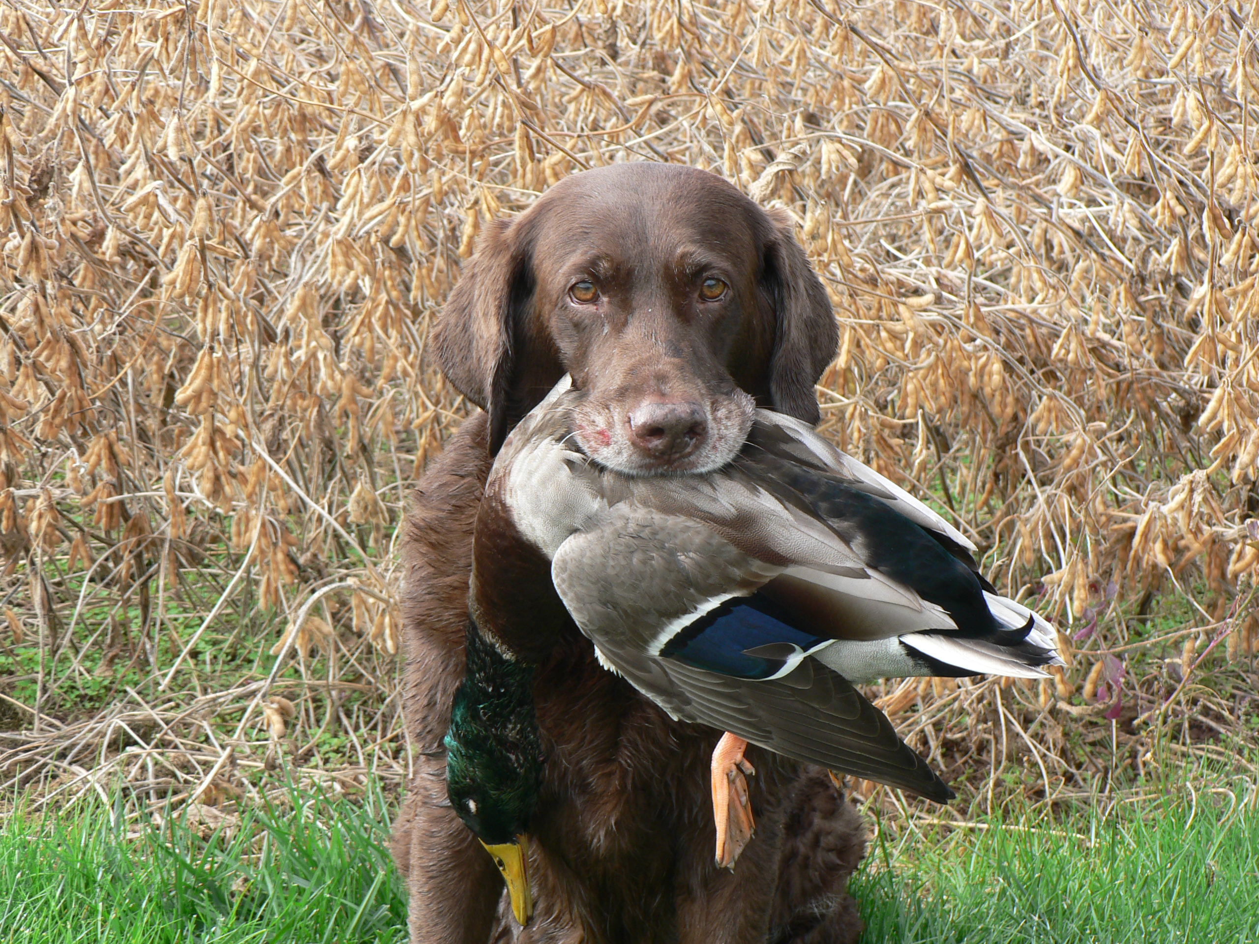 GMHRCH-III HRCH WR Silverbrooks Ravin' Rebel MH | Chocolate Labrador Retriver