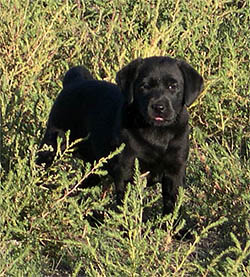 Justamere Liberty Bell JH CGC | Black Labrador Retriver