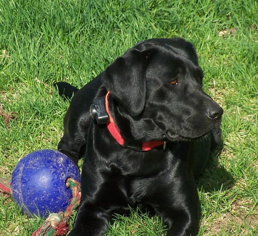 Gitan's Just Plun Jetta | Black Labrador Retriver