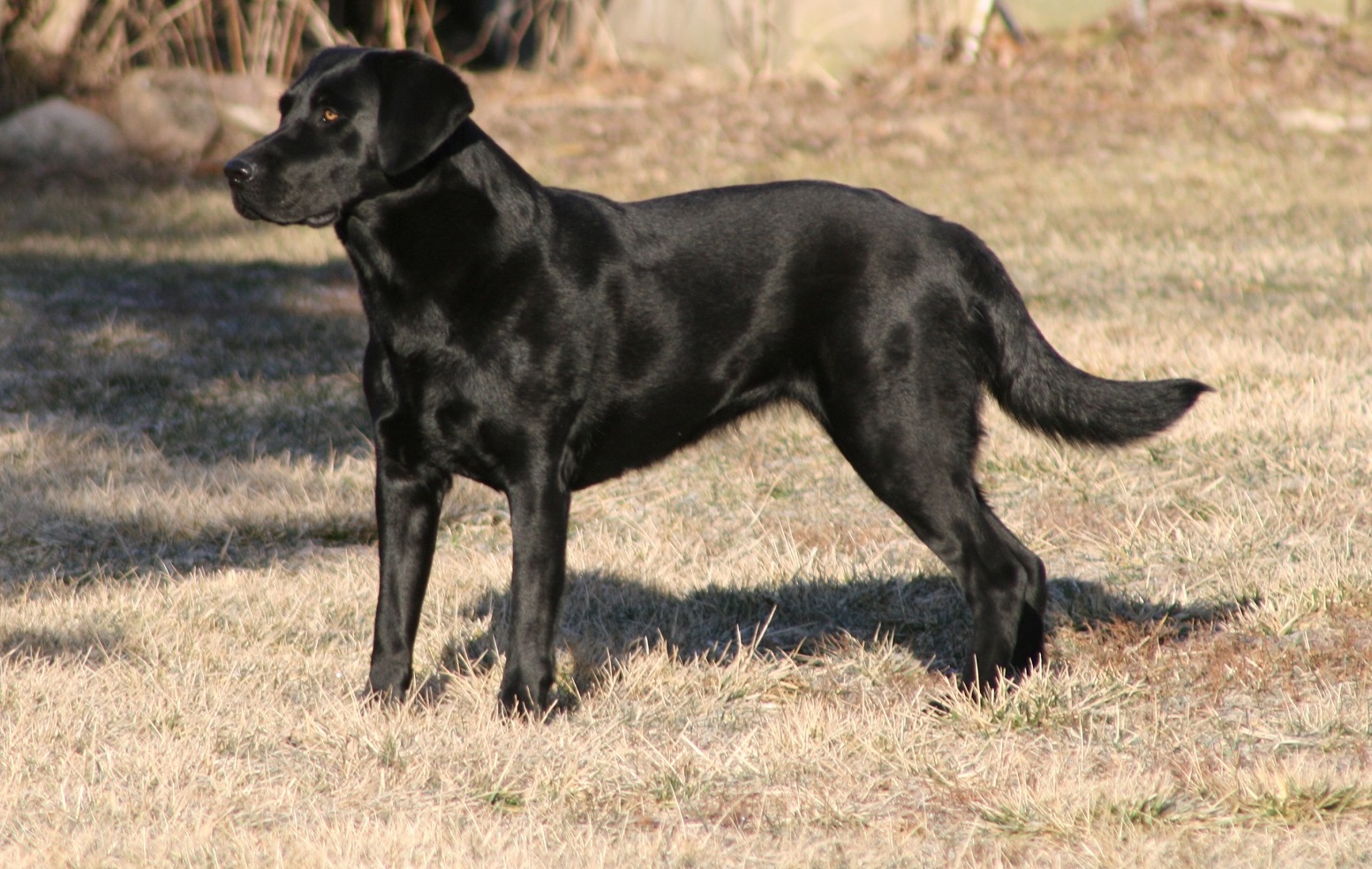 Bird Crazy Gun Dogs Sunday Surprize | Black Labrador Retriver