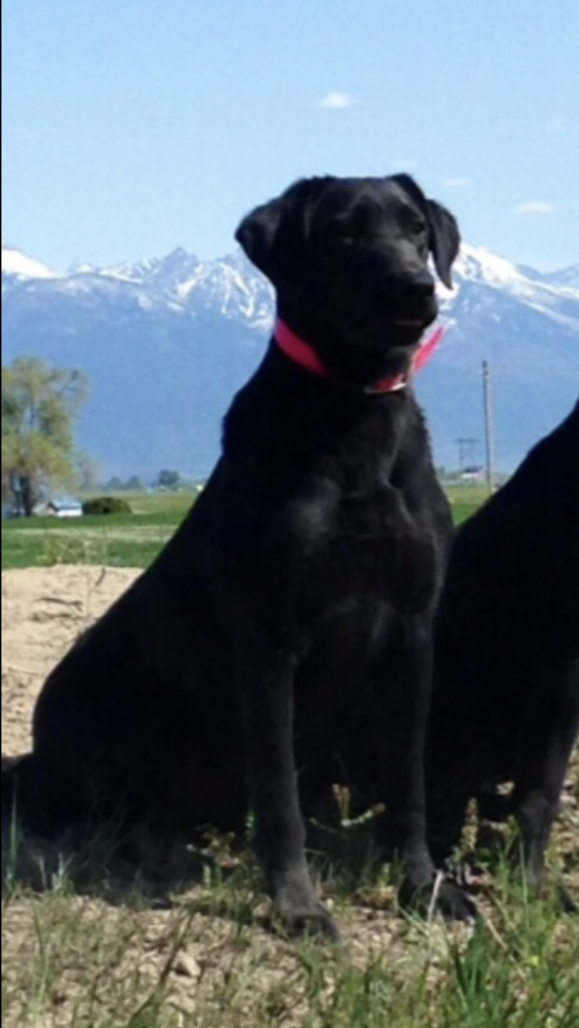 Calicreek's One To Remember | Black Labrador Retriver