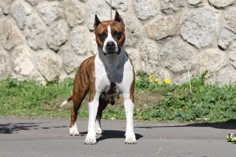 Pirosszka of Fianna Team | American Staffordshire Terrier 