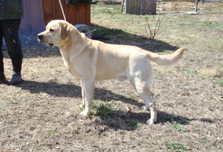 CH Chilbrook Woolly Bully | Yellow Labrador Retriver