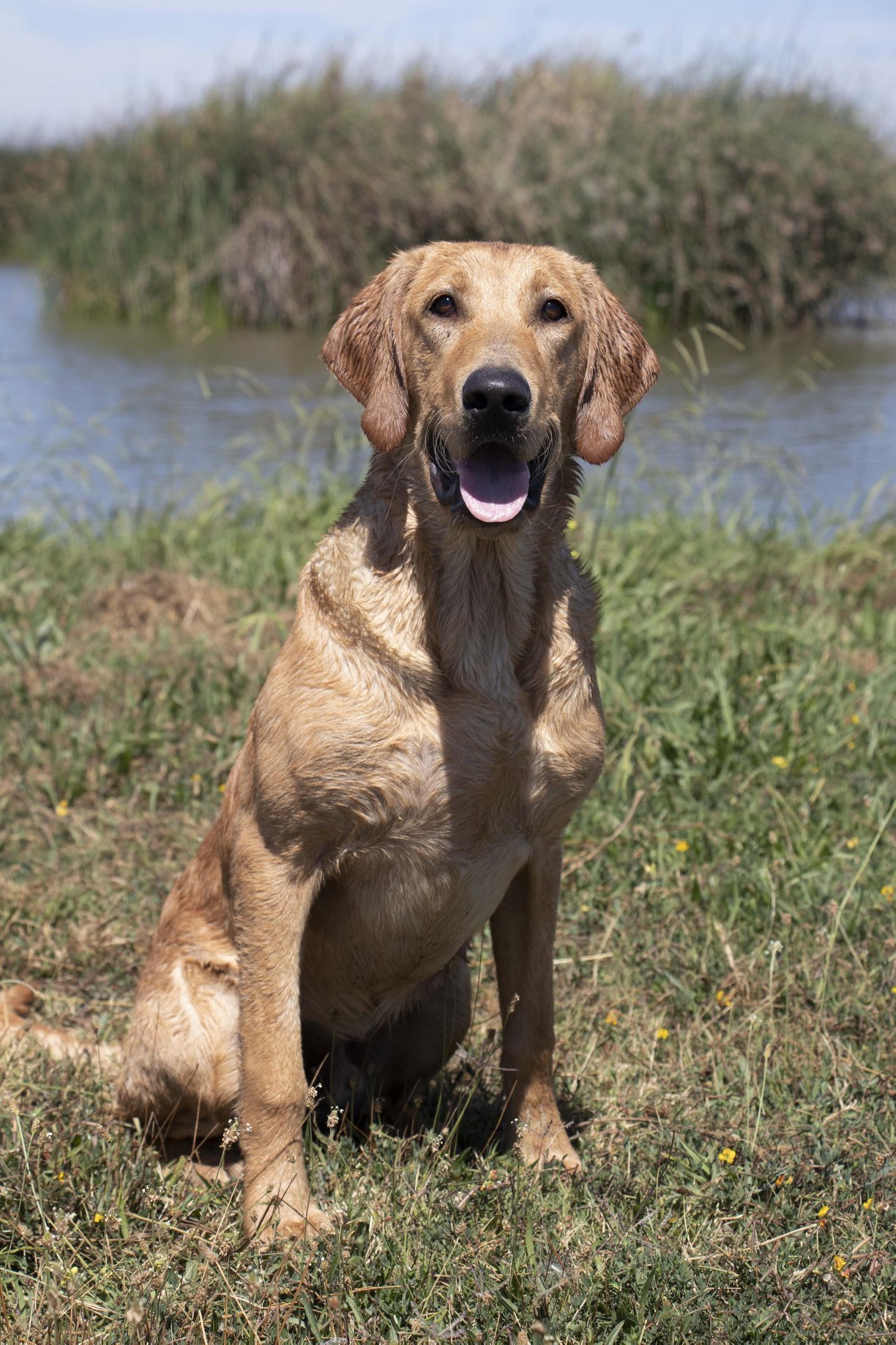 AFC Drakes Bay's Home Run Hitter | Yellow Labrador Retriver