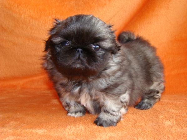 Mupe Happydong Arsusi | Pekingese 