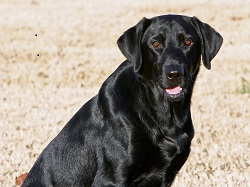 Bayside's Talk of Texas SH | Black Labrador Retriver