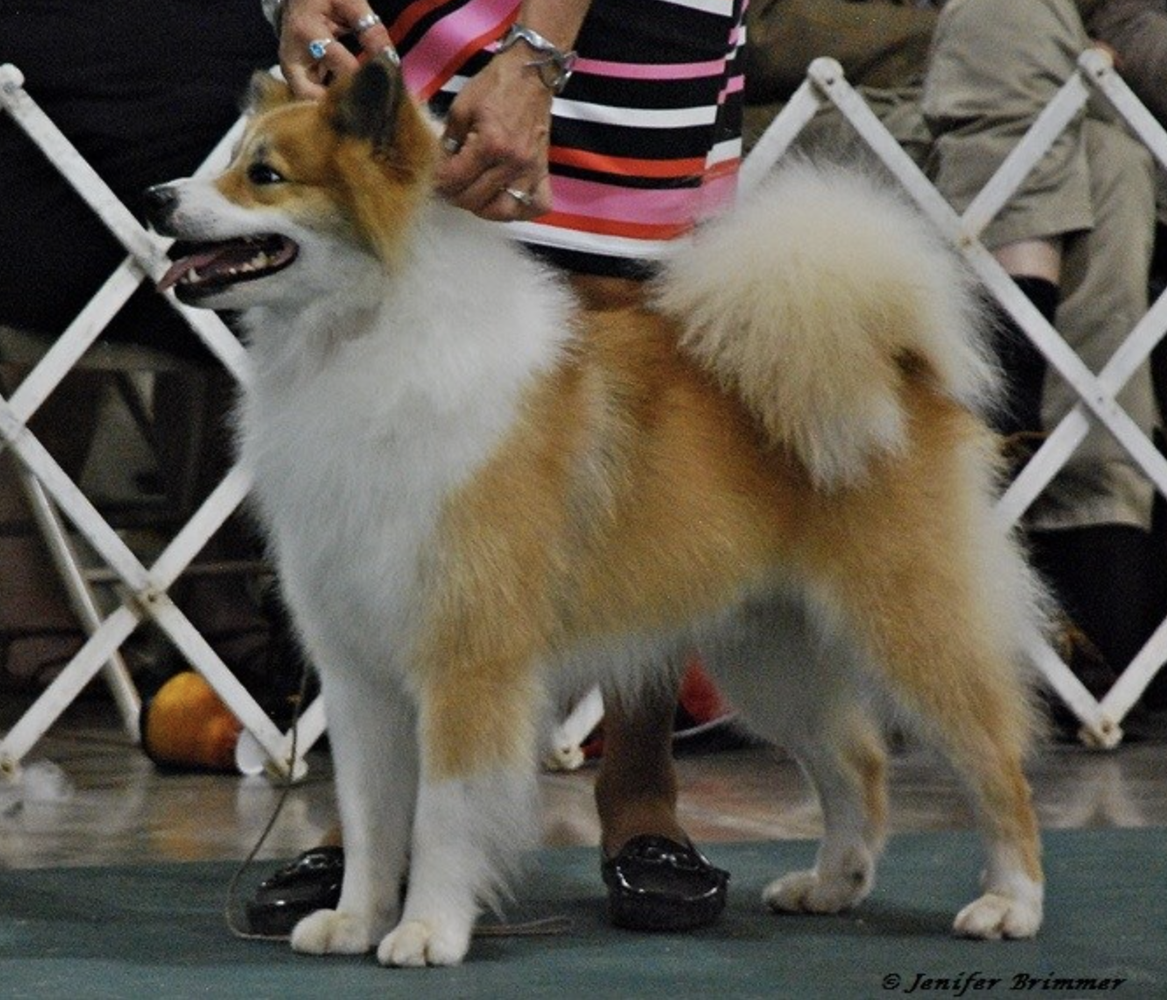 Hasten Heartbreaker | Icelandic Sheepdog 