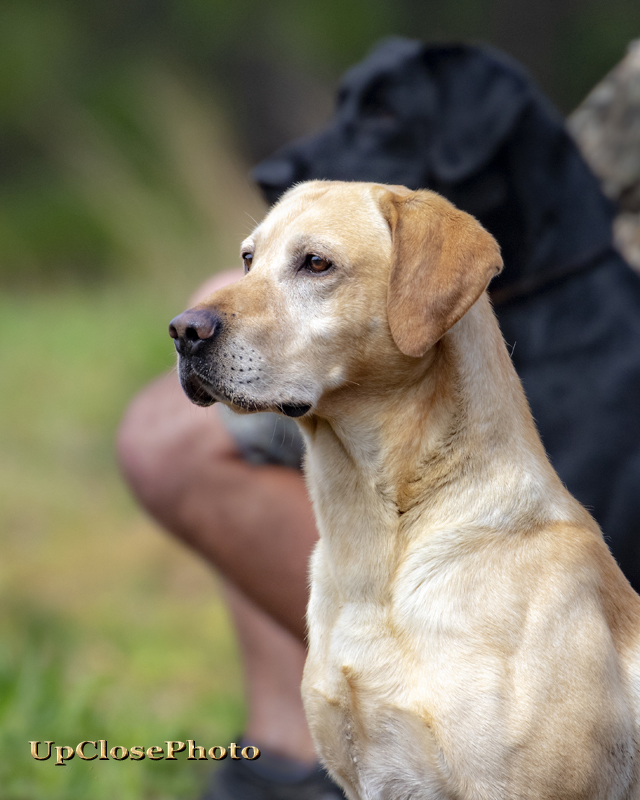 HRCH BlackFoot's Ticket To Ride MH | Yellow Labrador Retriver