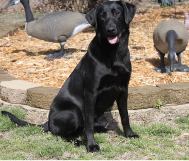 Aks's Ole Tennessee Rize 'n Shine SH | Black Labrador Retriver