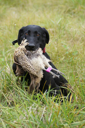 Castile Creeks Tornado MH | Black Labrador Retriver