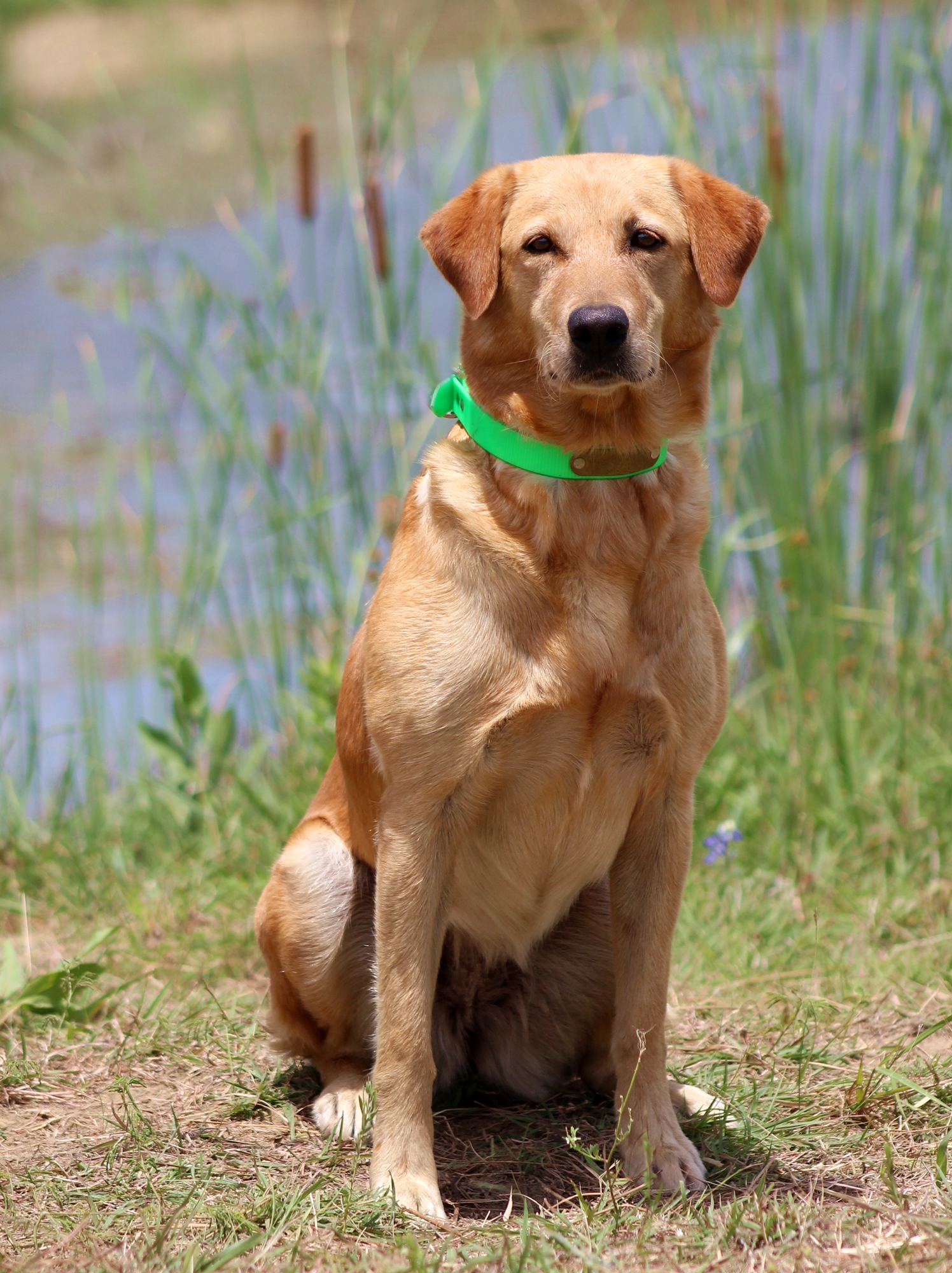 Hunter's Moon River Song DM | Yellow Labrador Retriver