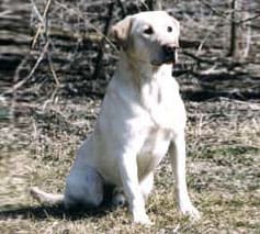 Jake-Stonehearth's Shamrock SH | Yellow Labrador Retriver