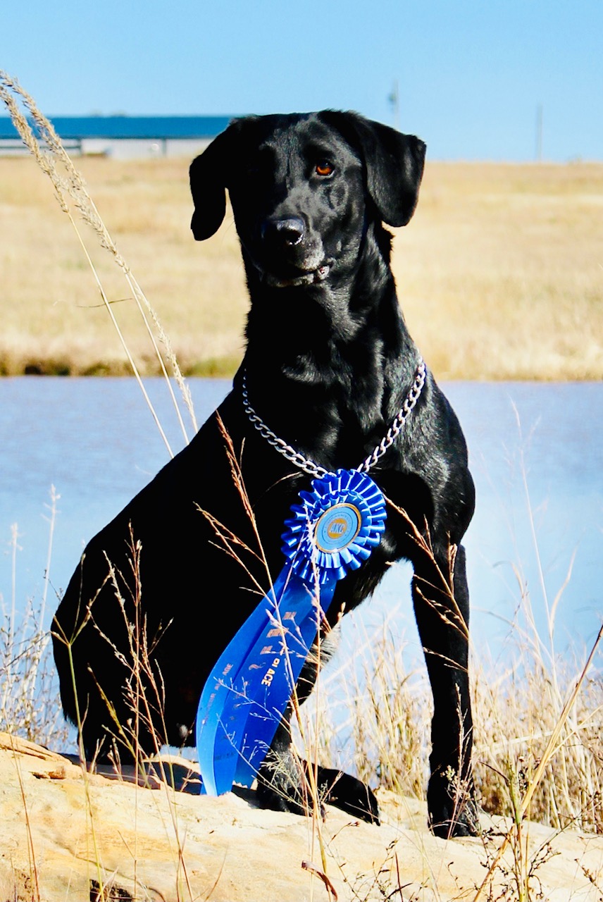 FC Girl On Fire | Black Labrador Retriver