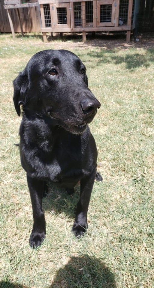 HRCH Red Squad's All Lit Up Again "Flash" MH QA2 | Black Labrador Retriver